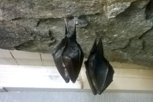 on_adaptacje_kamienie